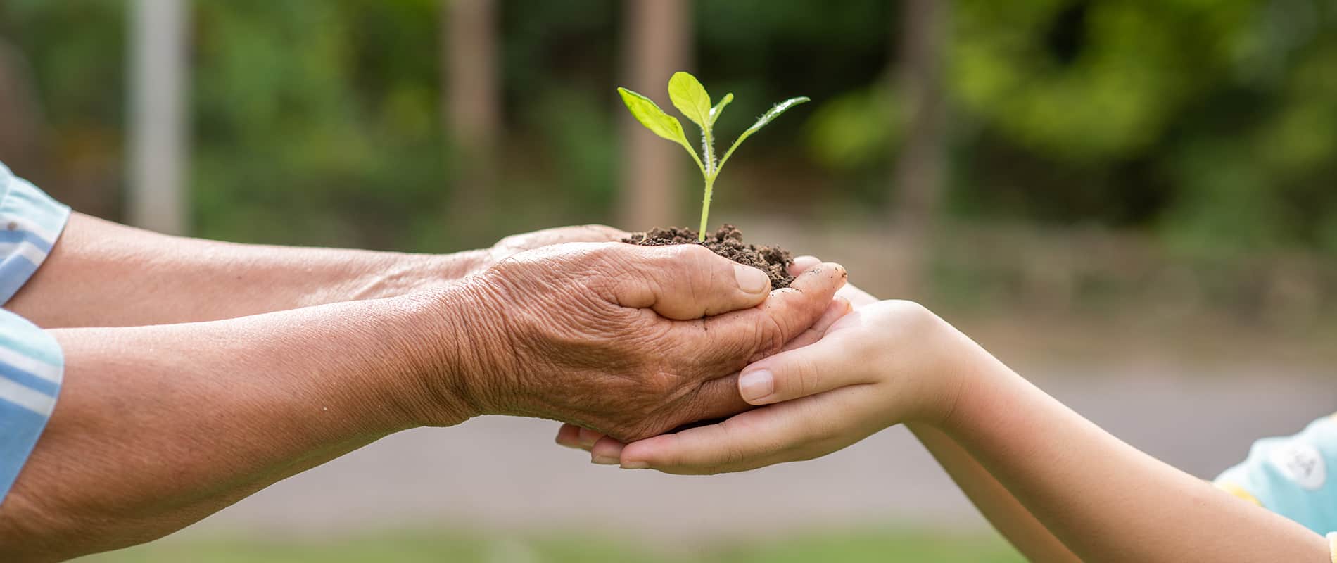 Green burial in Florida