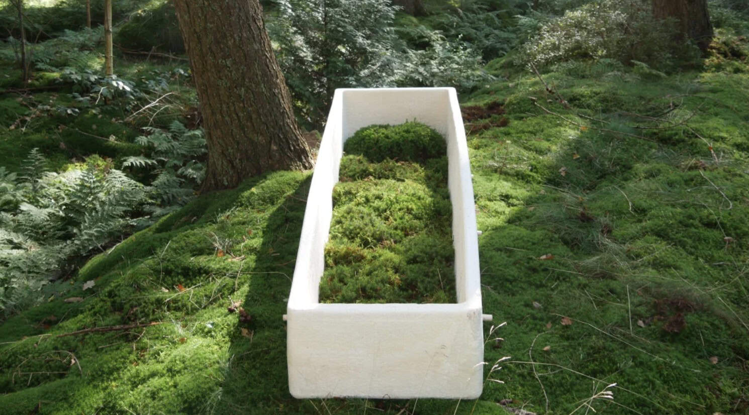 Dying to be green sustainable mushroom coffin